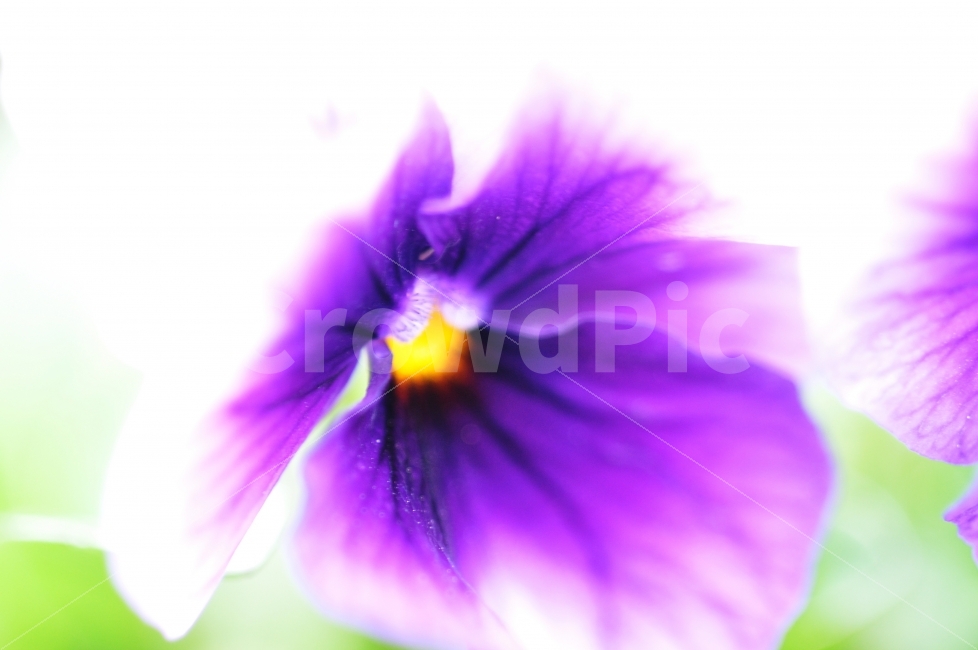 팬지,꽃사진,접사사진,감성사진,Jay,식물,자연,plants,nature,꽃,flower