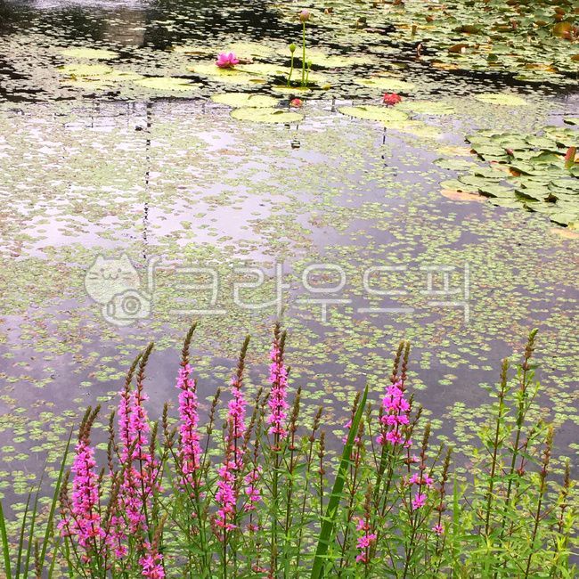 연꽃,식물,flower,꽃,연꽃호수