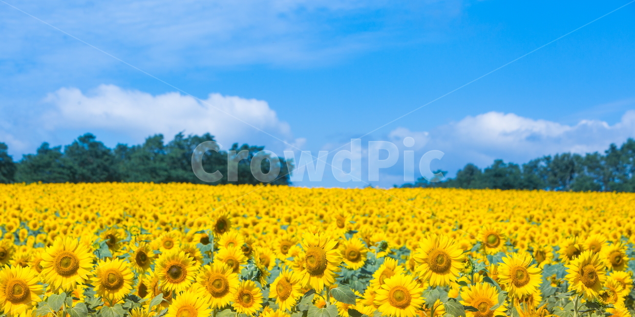 해바라기,해바라기꽃,꽃,sunflower,flower,식물,자연,풍경,nature,landscape,식물,plants,꽃,flower,plant