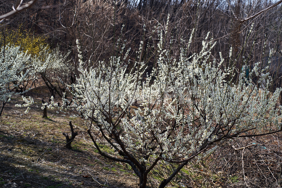 배꽃,배나무,봄,계절,과수나무,흰꽃,pyruspyrifolia,식물,자연,plants,nature,꽃,flower
