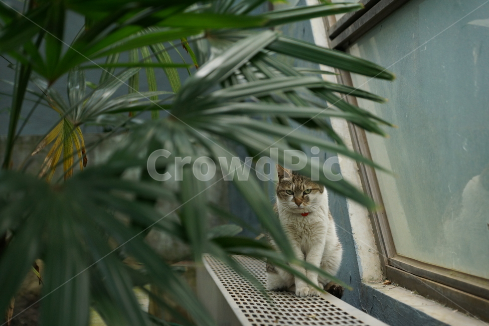 고양이,동물,귀여운,식물,다소곳한,순간포착,동물,animal,포유류,mammal,고양이,cat,kitten,kitty