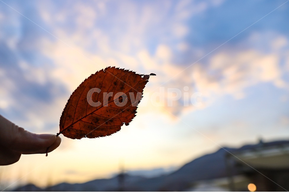 식물,잎,하늘,구름,자연,일몰,저녁,배경,가을,계절,fall,autumn,season,식물,자연,plants,nature,leaf,plant