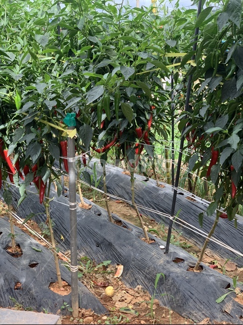 고추밭,고추,식물,농작물,밭,자연,plant,농업,농사,agriculture,farming,farming industry