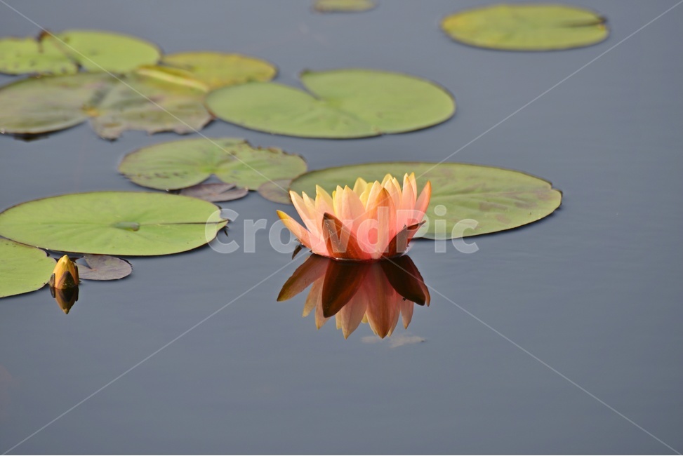 blossom,plant,식물,flower,꽃,수련,연꽃,반영,연못,연잎,연꽃잎,수생식물,수중식물