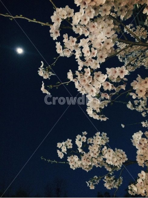 벚꽃,식물,밤,달,꽃