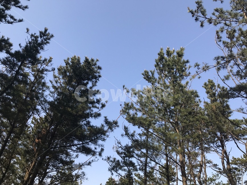 나무,소나무,하늘,자연,숲