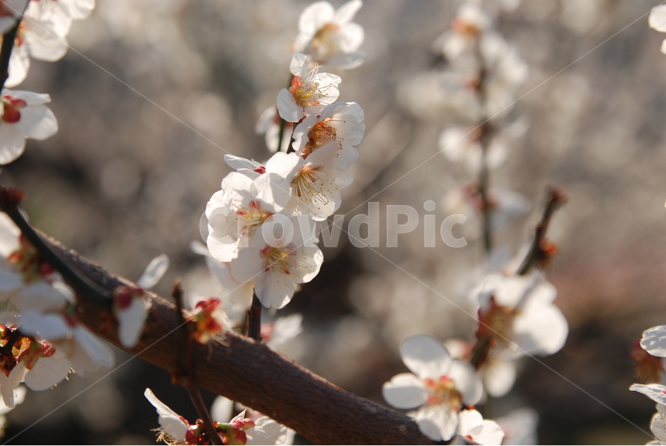 봄,벚꽃,봄나들이,벚꽃엔딩,꽃구경,봄,계절,spring,season,plant,식물