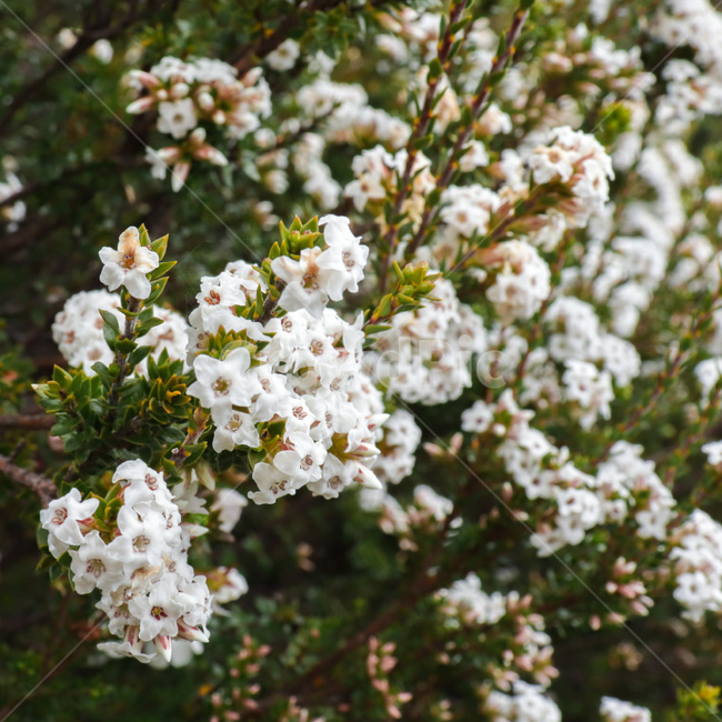 꽃,flower,꽃잎,야생화,wildflower,야생식물,wildplant,꽃말,symbolism,petal,호주꽃,호주식물,식물,자연,plants,nature,꽃,flower