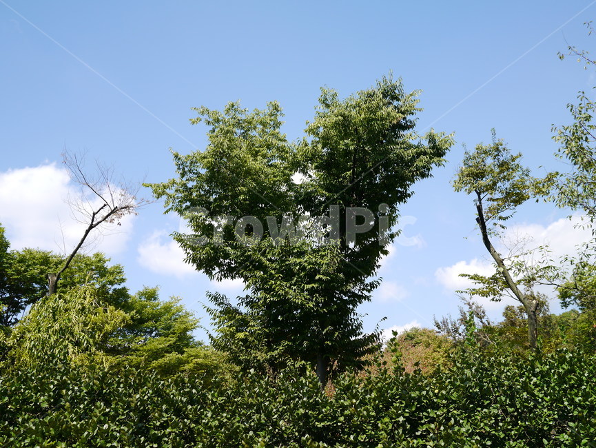 여름,하늘,하트,하트나무,나무,식물,자연,plants,nature,나무,trees,wood