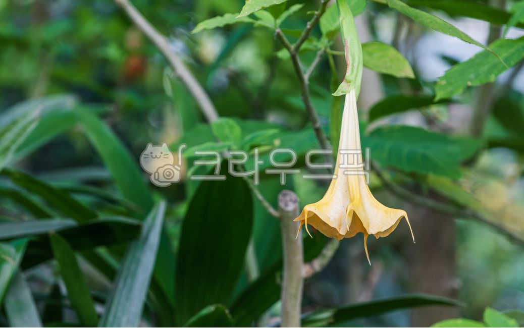Angel's Trumpet,Brugmansia,Yellow,Flower,Green,Leaf,Poisonous,Angiosperm,Solanaceae,Datura,Plant,Nature,Outdoor,Angel's Trumpet,Angel's Trumpet
