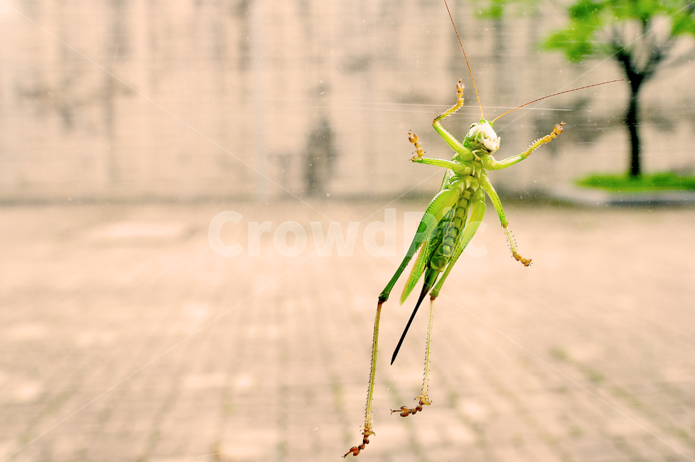 여치,곤충,자연,풀,여름,동물,animal,곤충,벌레,insect,bug