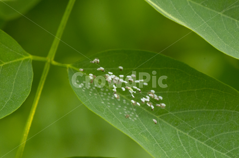 풀잠자리알,풀잠자리,곤충,알,여름,가을곤충,여름곤충