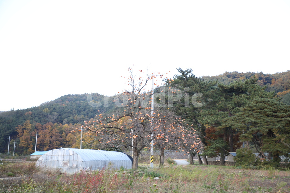 시골,가을하늘,가을,자연,노을,가을,계절,fall,autumn,season,시골,마을,풍경,landscape,country,rural,town,식물,자연,plants,nature,나무,trees,wood,outdoors,옥외
