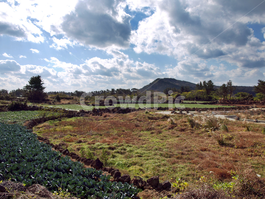 밭,농작물,올레13코스,올레길,제주,푸른하늘,흰구름,오름,자연,풍경,nature,landscape,outdoors,옥외,land,땅