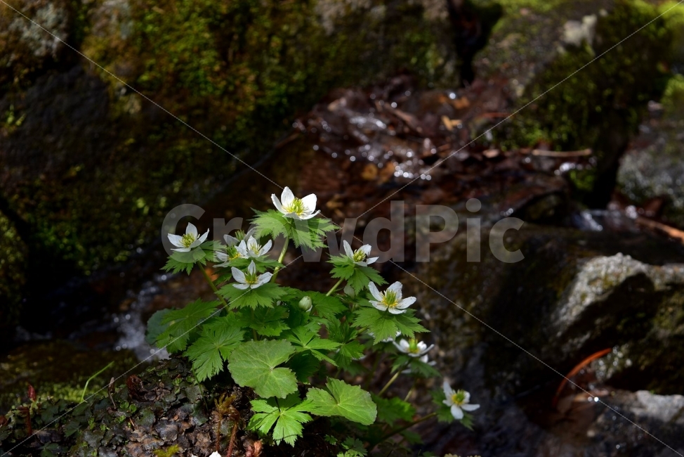 모데미풀,봄,야생화,꽃,청태산,강원도,봄꽃,고산야생화,감성,wildflower,산꽃,봄야생화,계곡,이끼,꽃말,슬픈추억,아쉬움,MegaleranthissaniculifoliaOhwi,금매화아재비,운봉금매화,식물,자연,식생,생태,식물,자연,plants,nature,꽃,flower