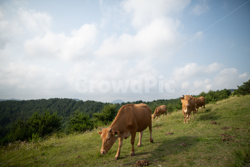 아부오름,소,해질녘,일몰,풍경,제주,오름,제주오름,하늘,평화로움,평화,동물,animal,포유류,mammal,목축업,목장,livestock farming,ranching,pasture