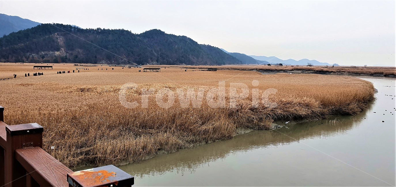 습지,순천,풍경,자연,경치,scenery,nature,landscape