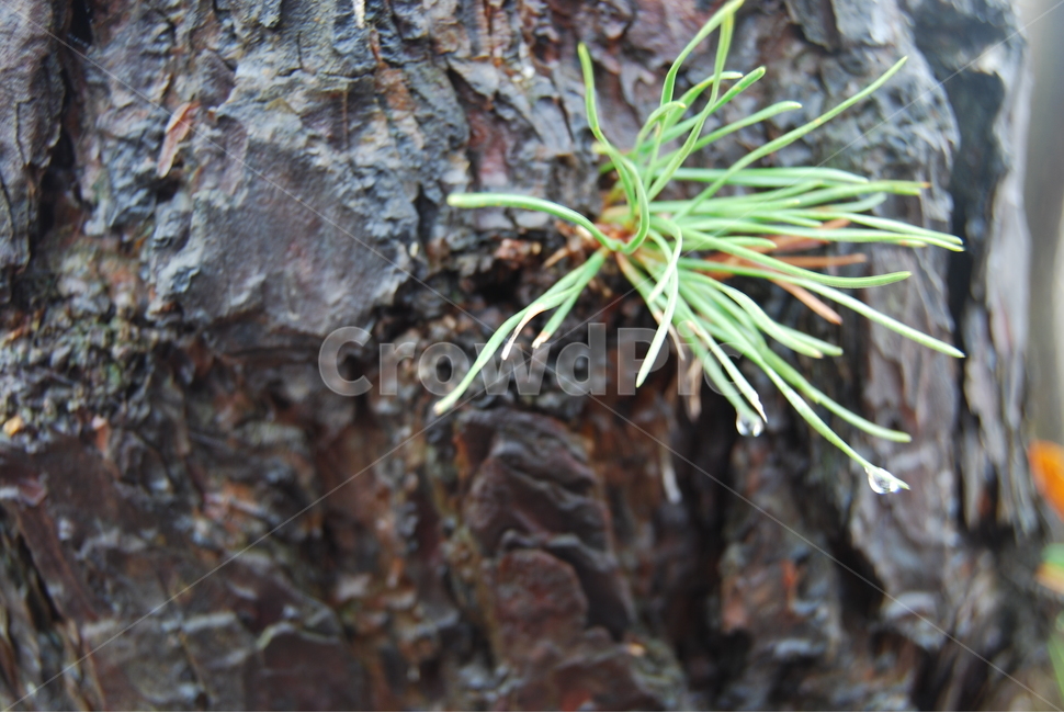 갑장산,공원,나무,휴양림,계절,식물,자연,plants,nature