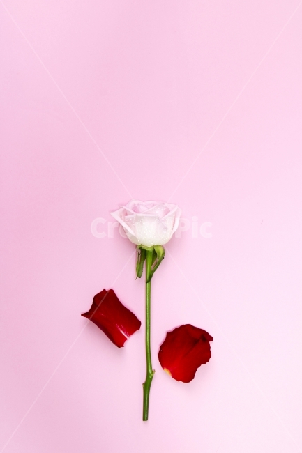 장미,이벤트,사랑,축하,기념일,선물,사진,단독사진,디자인,소스,포토,사진자료,배경,배경사진,백그라운드,한국,동양,아시아,풍경,자연,환경,실외,낮,아침,식물,꽃,봉오리,꽃봉오리,잎,꽃잎,5월,봄,여름,장미꽃,분홍,핑크,pink,생화,생일,로즈데이,크리스마스,프로포즈,발렌타인데이,화이트데이,빼빼로데이,성년의날,식물,자연,plants,nature,꽃,flower,기념일,축하,anniversary,congratulation,celebrate,celebration,연출,컨셉,콘셉,direction,concept,누끼,remove background