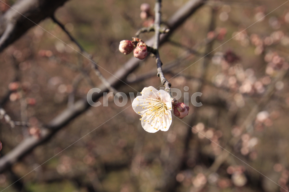 봄,자연,매화,꽃,매화꽃,매화마을,spring,flower,nature,season,나무,식물,봄꽃,계절,봄,계절,spring,season,식물,자연,plants,nature,꽃,flower,plant