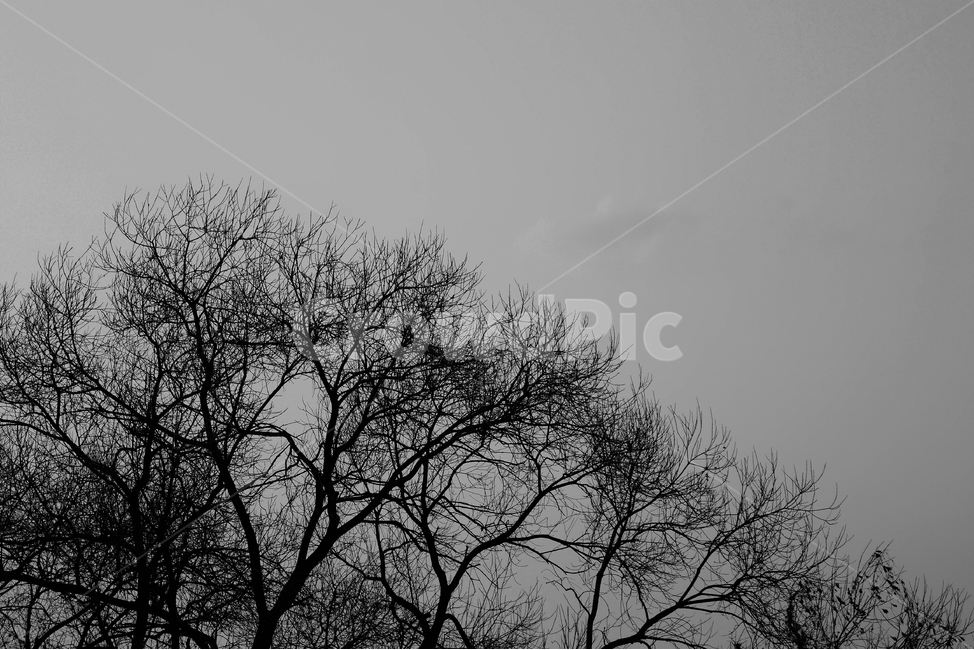 풍경,나무,하늘,흑백사진,추상,abstract,branches,grayscale,자연,nature,tree,sky,brach,branchofatree,겨울,계절,winter,season,자연,풍경,nature,landscape,식물,plants,나무,trees,wood,흑백,모노톤,monochrome,black and white,silhouette,실루엣