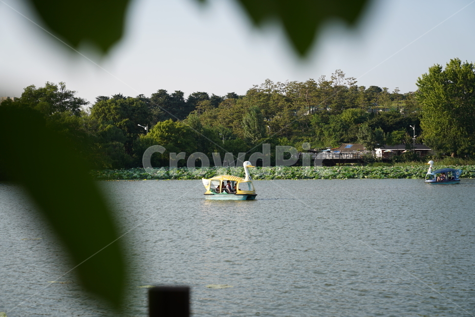보트,boat,water,물,오리보트,오리배