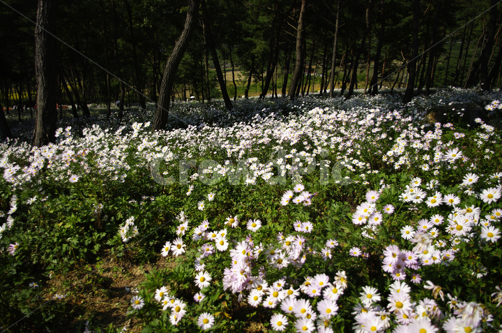 나무,숲,구절초,꽃,풍경,식물,flower,plant,blossom,daisy,데이지,daisies