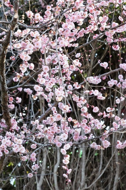봄,매화,식물,자연,계절,초록,분홍,흰색,flower,spring,season,nature,나무,trees,화사함,아름다움,매실,매화꽃,pink,white,green,봄,계절,spring,season,식물,자연,plants,nature,꽃,flower,plant,blossom,cherry blossom,벚꽃