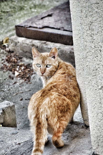 고양이,동물,길고양이,길거리,야옹이,동물,animal,포유류,mammal,고양이,cat,kitten,kitty