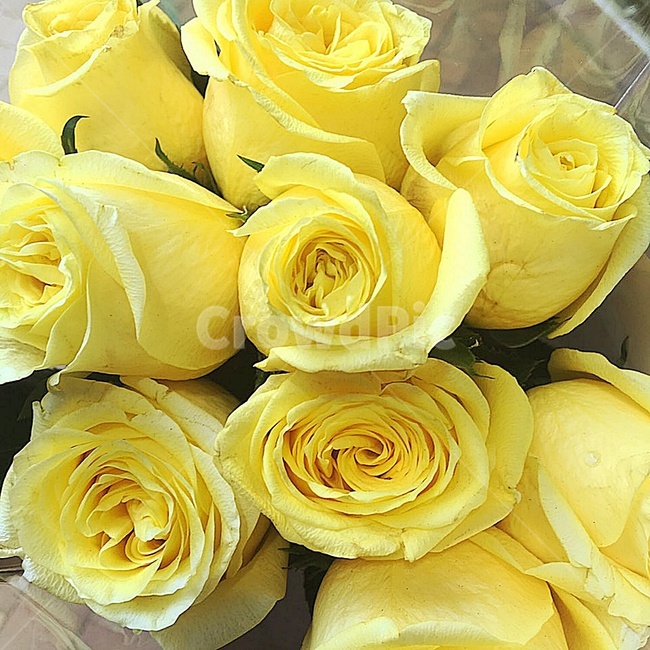 노란장미,장미,꽃,꽃다발,flower,식물,plant,blossom,rose,자연,yellow,노란색,노랑,노란,flowers,식물,자연,plants,nature,꽃,flower