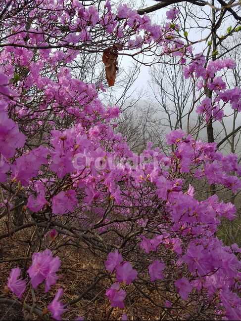 진달래,봄,풍경,꽃,핑크,분홍,봄,계절,spring,season,자연,풍경,nature,landscape,식물,plants,꽃,flower,plant,cherry blossom,벚꽃,blossom