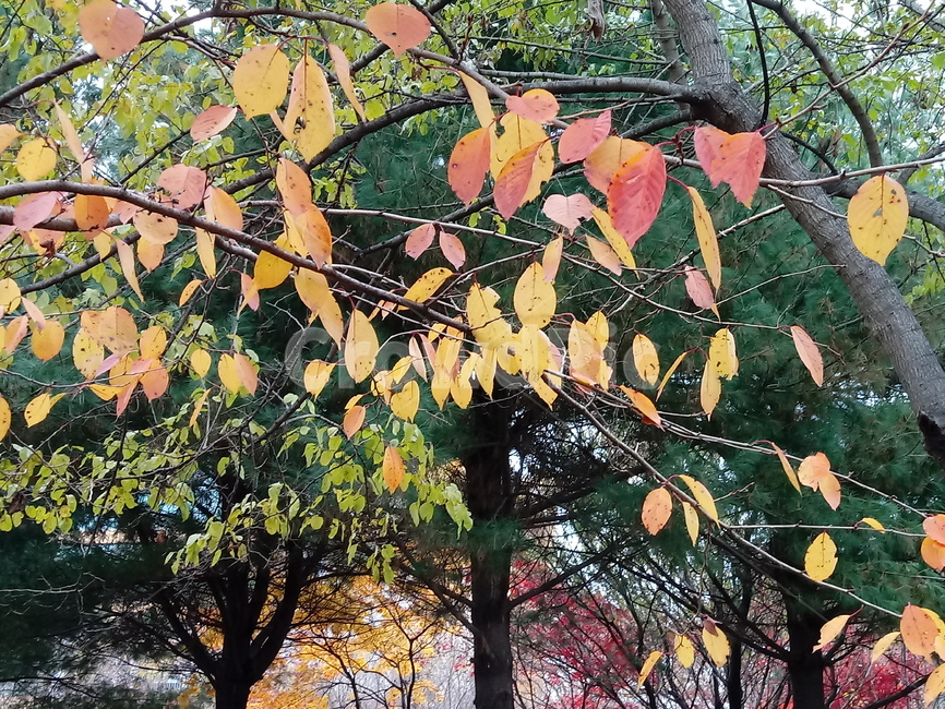 단풍,단풍잎,단풍나무,가을,leaf,잎,plant,식물,tree,나무,계절,fallautumnseason,outdoors,옥외,자연풍경,naturelandscape,가을,계절,fall,autumn,season
