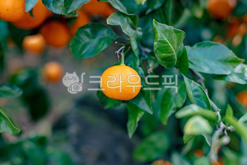 green,citrus,background,crop,garden,leaves,vitamin,tree,nature,agriculture,tangerine,ripe,orchard,branch,tasty,harvesting,produce,field,farmer,outdoor,farm,oranges,foliage,many,leaf,delicious,season,fresh,seasonal,freshness,citrous,meals,dessert,yellow,감,과일,음식,주황색,노랑,fruit,food,orange