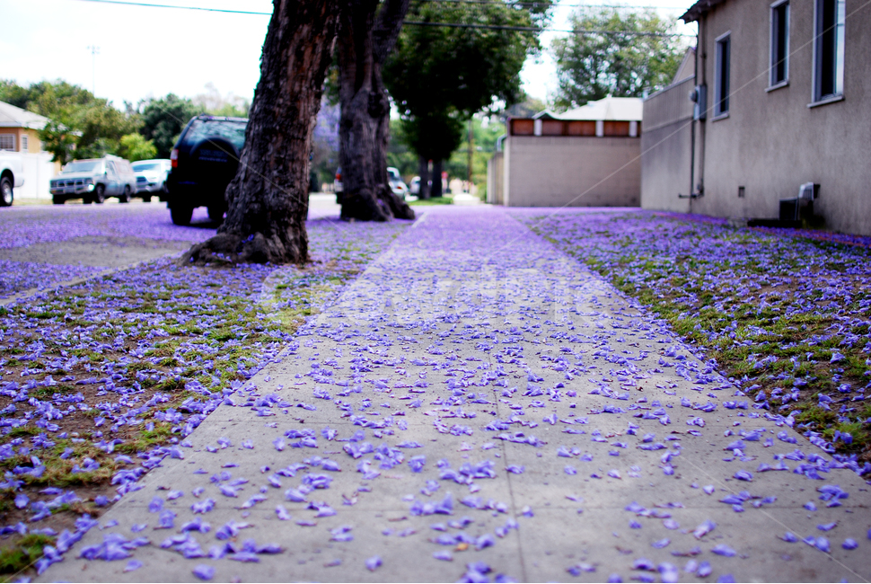 보라색,보라,나무,풍경,자카란다,jacaranda