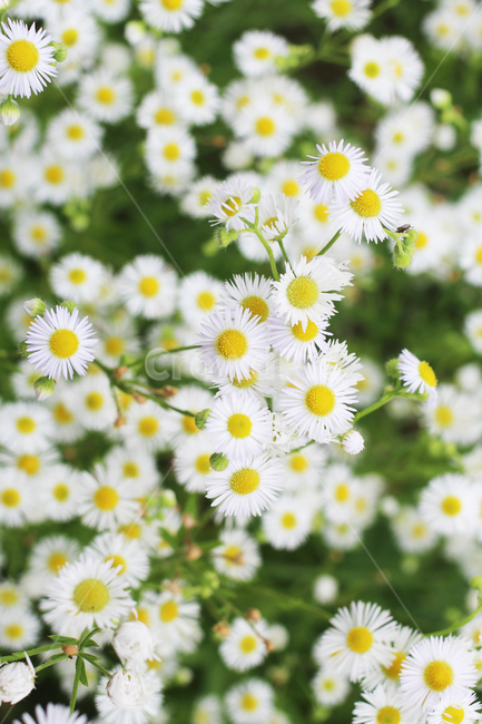 데이지,꽃,식물,daisy,flowers,plants,식물,자연,plants,nature,꽃,flower