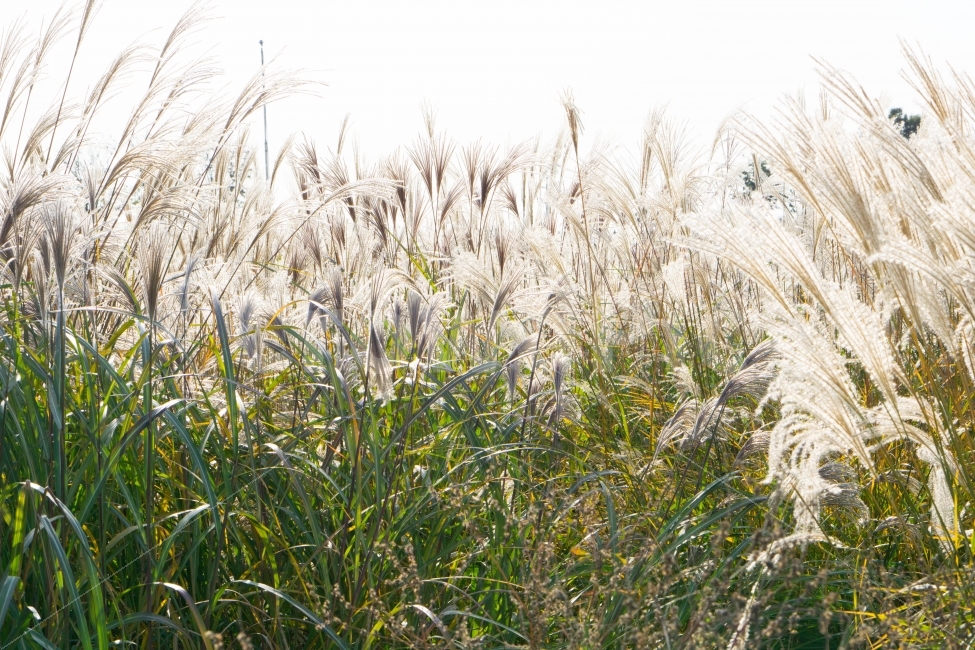 억새,가을,감성사진,가을풍경,fall,nature,식물,계절,autumn,season,자연,plants,감성,가을,계절,fall,autumn,season,식물,자연,plants,nature,grass,잔디,plant,lawn,reed,갈대
