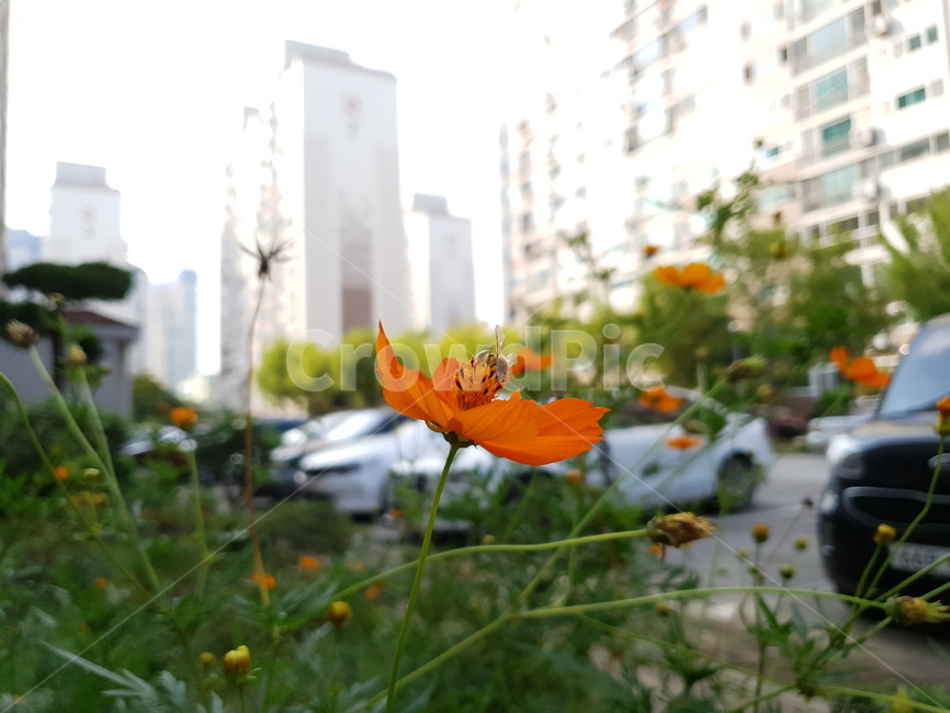 꽃,flower,가을,벌,코스모스,황화코스모스,식물,자연,plants,nature,꽃,flower,곤충,벌레,insect,bug