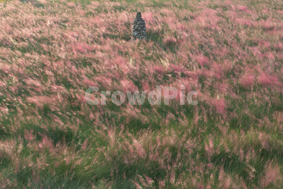 꽃,가을,플라워,자연,핑크뮬리,핑크,계절,season,식물,plants,nature,flower,beautiful,outdoor,blossom,bloom,blooming,autumn,fall,생명,pinkmuhlygrass,grass,꽃밭,축제,분홍색,생태계,가을꽃,야외,옥외,풍경,억새,배경,돌탑,백그라운드,공원,종교,신앙,믿음,기원,잔디,가을,계절,fall,autumn,season,자연,풍경,nature,landscape
