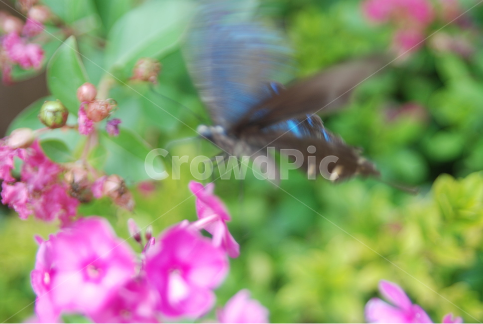 나비,꽃,분홍색,식물,곤충,곤충,벌레,insect,bug