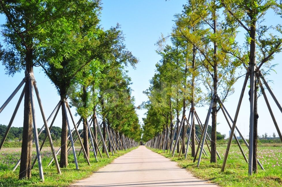 강릉,길,나무,공원,자연,하늘,가을,계절,여행,road,path,street,park,trees,nature,background,sky,trip,자연,풍경,nature,landscape,outdoors,옥외,garden,정원,arbour,정자