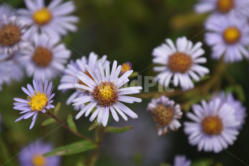 plant,식물,꽃,수목원,구절초,식물,자연,plants,nature,꽃,flower