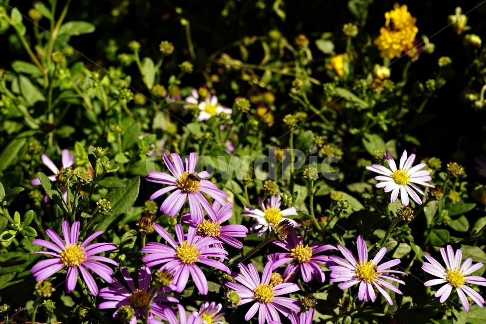 꽃,아름다움,정원,식물,자연,flower,bloom,beauty,plant,nature,식물,자연,plants,nature,꽃,flower