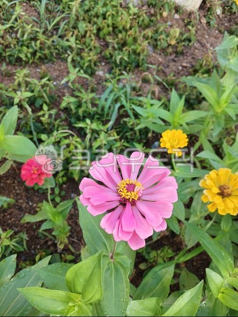 식물,꽃,백일홍,꽃잎,백일홍꽃,flower,leaf,잎