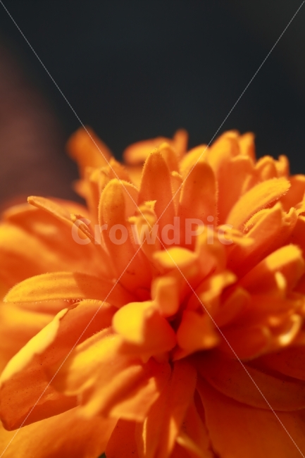 꽃,자연,식물,근접,접사,식물,자연,plants,nature,꽃,flower