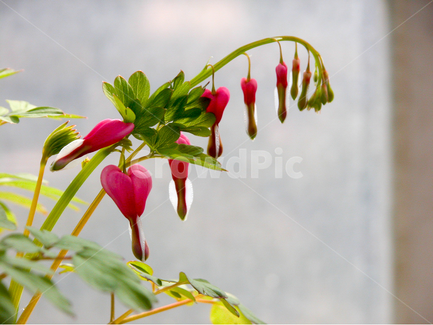 관상,화초,화분,식물원,꽃,식물,자연,plants,nature,꽃,flower