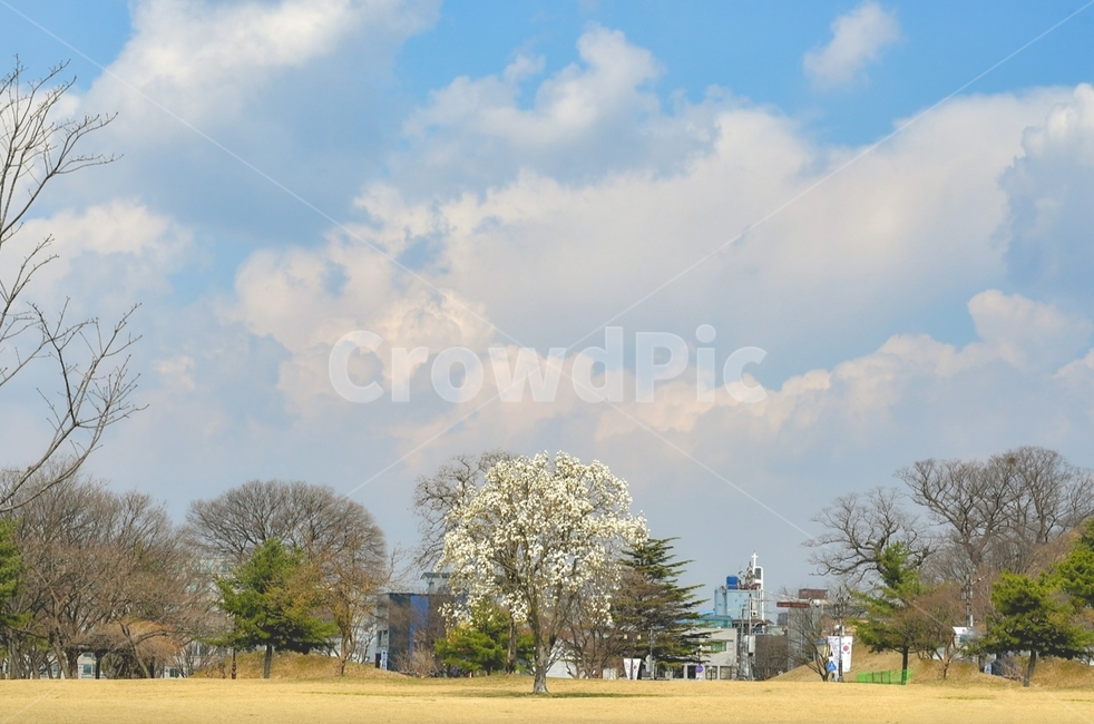 경주,꽃,나무,하늘,구름,sky,cloud,tree,flower배경,봄,계절,spring,season,도시,풍경,city,landscape,한국도시풍경,한국도시경관,korea cityscape,식물,자연,plants,nature,나무,trees,wood,grass,잔디,plant,outdoors,옥외