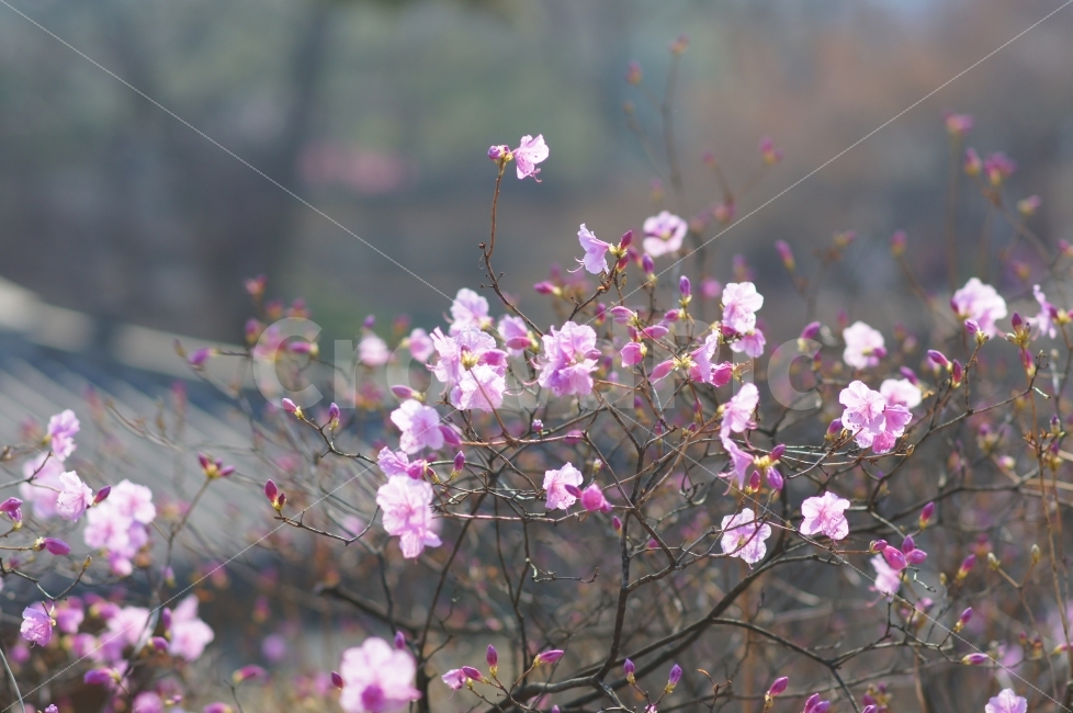 봄,봄풍경,봄꽃,진달래,꽃사진,꽃,식물,자연,plants,nature,봄,계절,spring,season,꽃,flower,plant