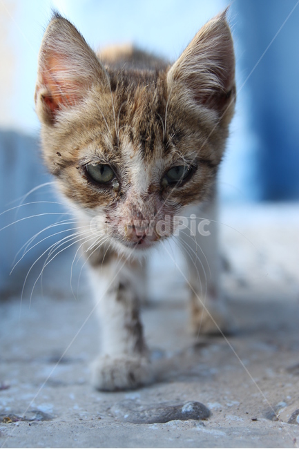 고양이,고양이사진,동물,동물사진,길고양이,길고양이사진,골목길,귀여운,귀여움,새끼고양이,동물,animal,포유류,mammal,고양이,cat,kitten,kitty