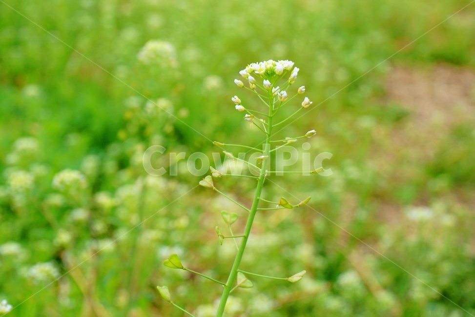 꽃,플라워,flower,봄,냉이꽃,들꽃,flowers,spring,자연,nature