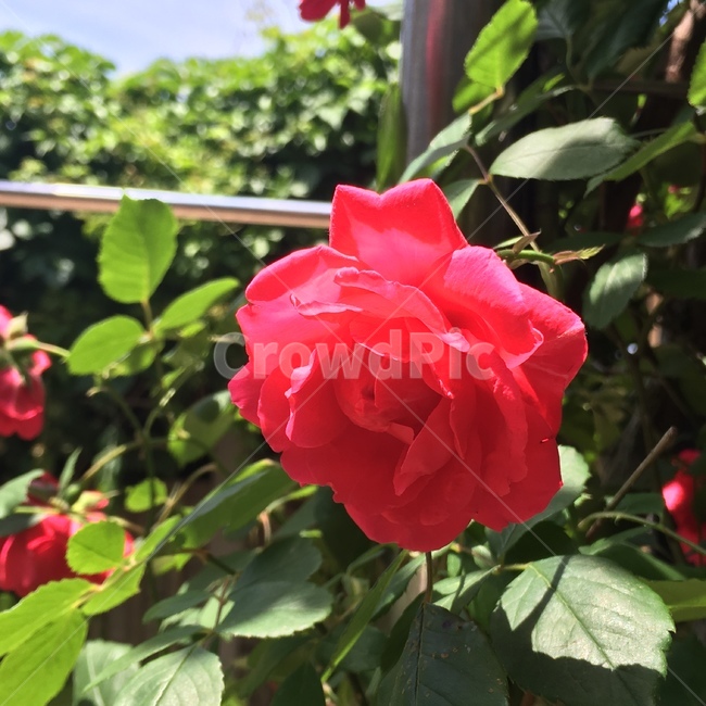 장미,꽃,빨강,로즈,rose,flower,red,빨간장미,자연,nature,식물,자연,plants,nature,꽃,flower
